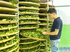 正在这片积淀着千年制茶聪慧的土